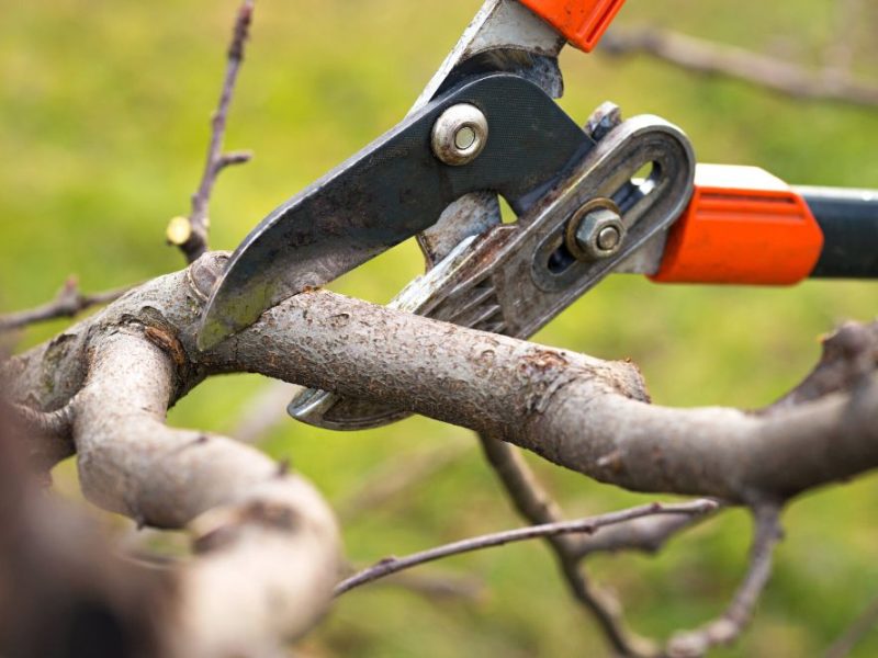 From Trimming to Removal: Comprehensive Tree Service Expertise